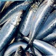 香甜美味沙丁鱼