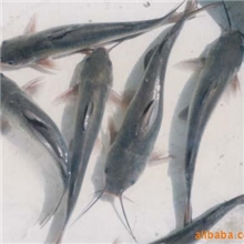 7元每斤预订明年鮰鱼苗，回鱼，蛔鱼苗