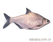 供应武昌鱼苗，武昌鱼苗，草鱼苗，青鱼苗，鮰鱼苗