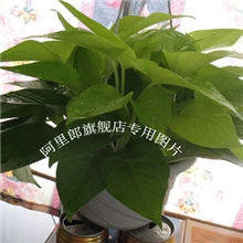 花叶绿萝黄金葛吊兰10元/盆送盆送挂钩送原盆花肥