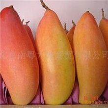 批发高档国产水果批发云南象牙芒北京水果批发芒果批发团购