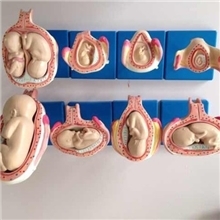 妊娠胚胎发育过程模型/8件