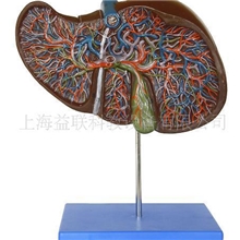 肝解剖模型(图)/人体解剖模型/医学教学模型-生产商