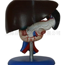 肝胰十二指肠模型/人体解剖医学模型/医学教学模型---王牌制造商