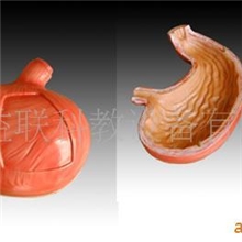 胃解剖模型(图)/人体解剖模型/医学教学模型-专业生产商