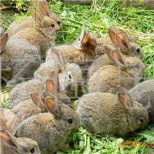 有需要野兔兔种的请与我们联系,优质特种野兔，兔种供应