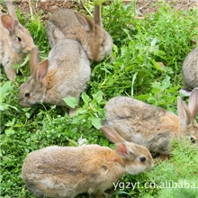 特种野兔种兔兔苗