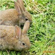 提供优良野兔兔种、兔苗及肉用野兔