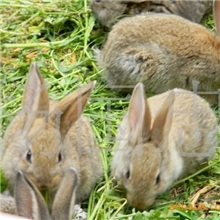 供应优良品种特种野兔兔种、兔苗、商品野兔