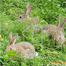 长期供应真龙特种种兔野兔商品兔价格合理
