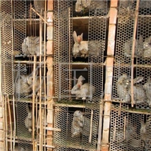供应野兔兔种、野兔兔苗