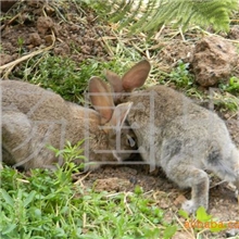 提供野兔兔苗，种用野兔以及肉用野兔