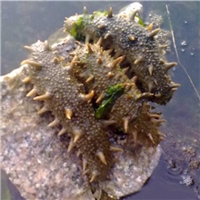 天天海鲜活鲜海参约250g/只纯正大连特产个个鲜活营养丰富