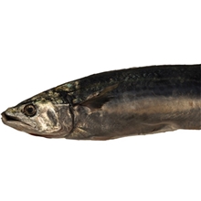 天天海鲜冰鲜马鲛鱼1条约500克/条鲅鱼刺少肉多休闲美食肉鲜味美