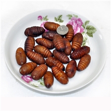 天天海鲜鲜活蚕蛹500g土特产美食年货即食蚕蛹高蛋白延缓衰老