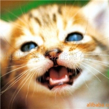 供应松木猫砂宠物清洁用品，多重除臭，安全环保，国内领先