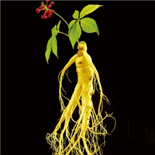 供应科曼罗日化香精/人参洗涤香精(可免费提供样品)