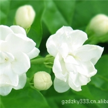 厂家直销科曼罗日化香精/茉莉花花香香精（可免费提供样品）