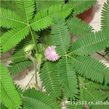 厂家直销科曼罗日化香精/含羞草花香香精（可免费提供样品）