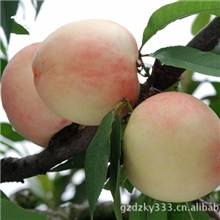 厂家直销科曼罗日化香精/水蜜桃果香香精（可免费提供样品）