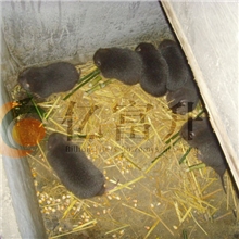 常年供应大量优质广西桂林银星竹鼠养殖种苗