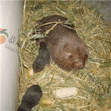 广西养殖场&mdash;&mdash;供应桂林银星竹鼠特种养殖种苗，质量保证