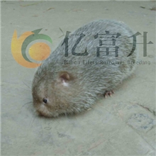低价供应优质广西桂林银星竹鼠（商品鼠），可长期供货