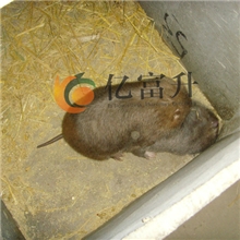长期供应广西竹鼠养殖场人工养殖桂林优质银星竹鼠种苗180元/对