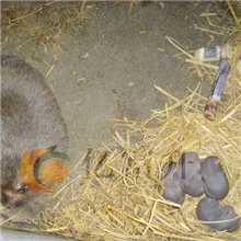 【竹鼠供应】银星竹鼠|广西竹鼠|桂林竹鼠|亿富升养殖种苗