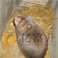 广西桂林优质银星竹鼠（商品鼠）大量供应-特种养殖动物