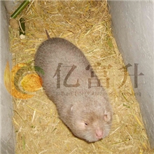 大量供应桂林无公害竹鼠，广西商品竹鼠，竹鼠价格长期提供