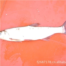 专业供应太湖白鱼20~40尾/斤