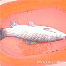 专业供应6~12斤的商品青鱼