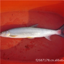 供应10~20厘米鳡鱼苗，量大从优。