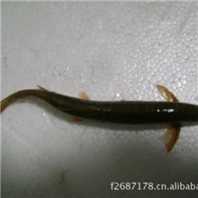 供应泥鳅苗种，4~7cm,量大从优，欢迎来电！