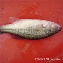 专业供应0.7~1.3斤/尾加州鲈鱼/湖州加州鲈