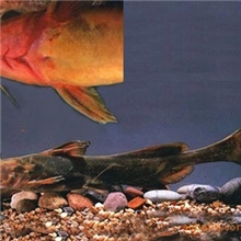 专业供应乌苏里江鲿〔牛尾巴〕成品鱼