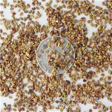 绿丰耀种业批发牧草绿肥紫云英又名翘摇红花草种子价格全网较低