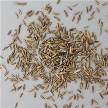 实体店大量批发进口牧草一年生黑麦草种子优质高产营养丰富适口