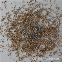 实体店批发进口四季青草坪种子草地早熟禾免修剪肯塔基优美