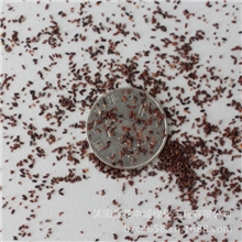 绿丰耀种业批发猫薄荷薄荷种子