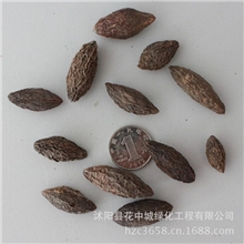 绿丰耀种业批发林木观赏树种橄榄油橄榄种子油用食用