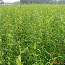 产地供应；绿化苗木龙柳，天然花材云龙柳，龙柳苗子