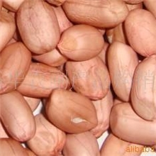 供应花生仁