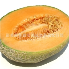 专业批发新渝绿旺新疆特产哈密瓜干哈密瓜出口哈密瓜批发
