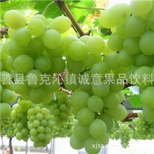 厂家直销鄯善县纯天然绿色新渝绿旺吐鲁番葡萄预定葡萄价格低